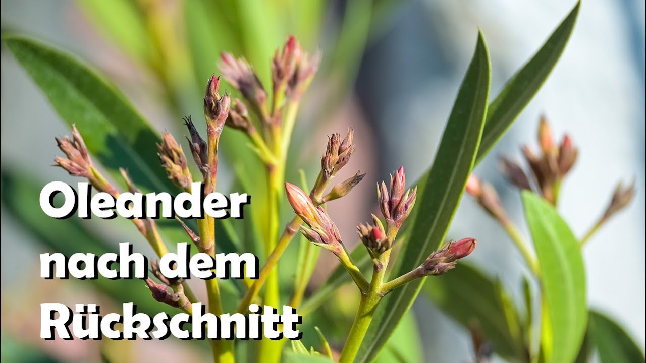 Oleander nach Radikalschnitt: So buschig wächst er zurück