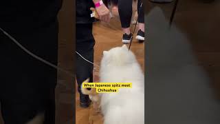 Japanese spitz meet chihuahuas #doglover #yt #puppy #dogloversfeed #dogowner #pets #petowner #ytube