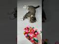 Cat Barsik 🎈🌈 Reverse video #cat  #marblerunandmore #reverse