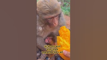 monkey eating food 🥝 baby monkey drinking milk 🍼 monkey eating mango #shorts #yoitubeshorts