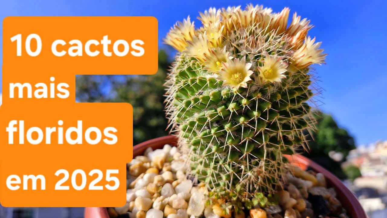 Os 10 cactos mais floridos de 2025