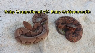 Baby Copperhead vs Baby Cottonmouth