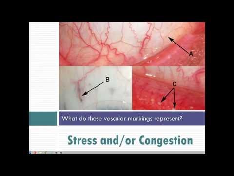 Sclerology Chart Free