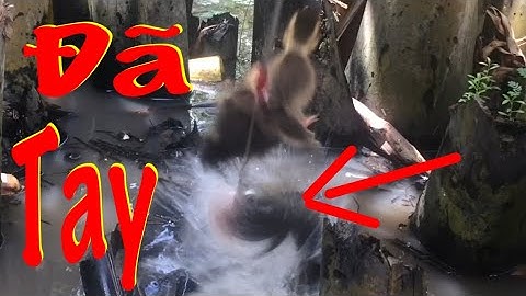 Câu Cá Lóc Bằng Vịt Con Táp Liên Tục Cận Cảnh Cú Táp Chìm