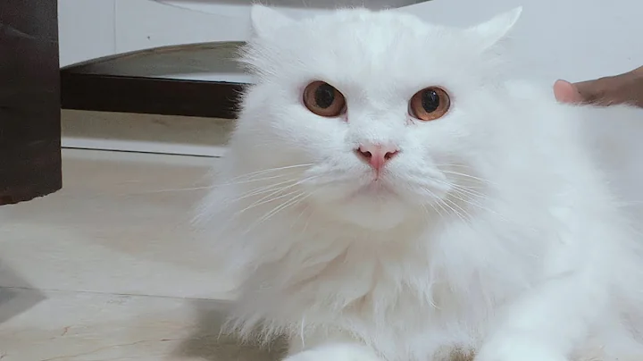 Video 5145371: white persian cat's grooming