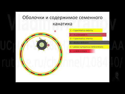Общая анатомия органов мошонки. Запись  2022 12 23 13 07 04
