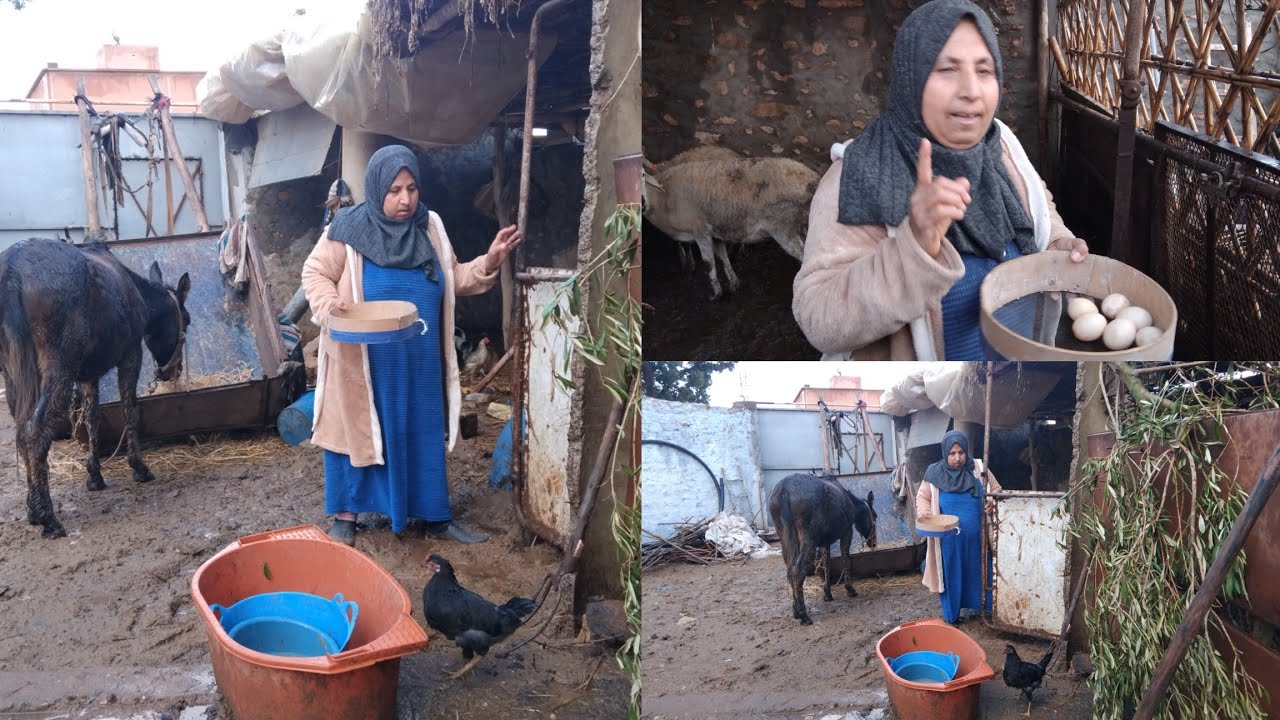 ربي عطا خيروا بشتا😂هذا هو الوقت زوين لحطان دجاج باش يفرخوا في ربيع🥰هذا مصور جديد ديالنا 😂 شكون هو🤔