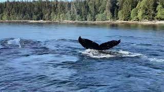 Humpback Whales Bubble Feeding