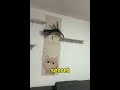 Cat Parkour Master Steals Corn 🌽😱