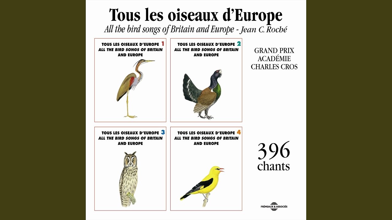 Labbe Parasite (Artic Skua)