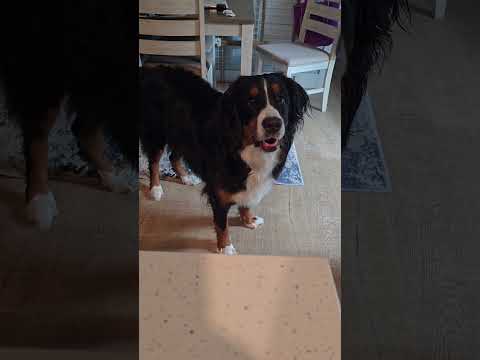 Does anyone speak fluent Berner here? Our daily chats are ruff 🤣  #shorts #bernesemountaindog #dog