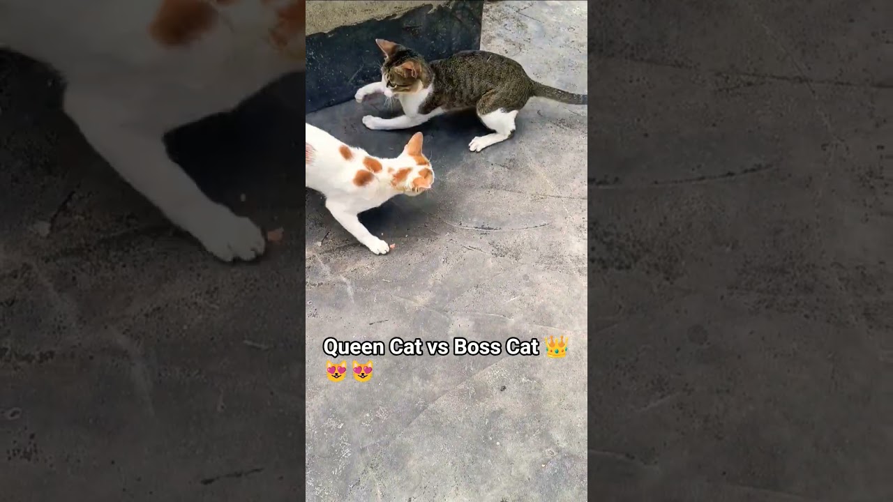 Queen Cat vs Boss Cat 👑बिल्लियों की जबरदस्त फाइट 😂🐱