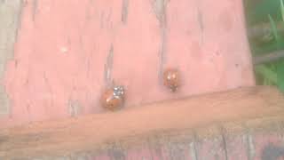 Lady Bugs
