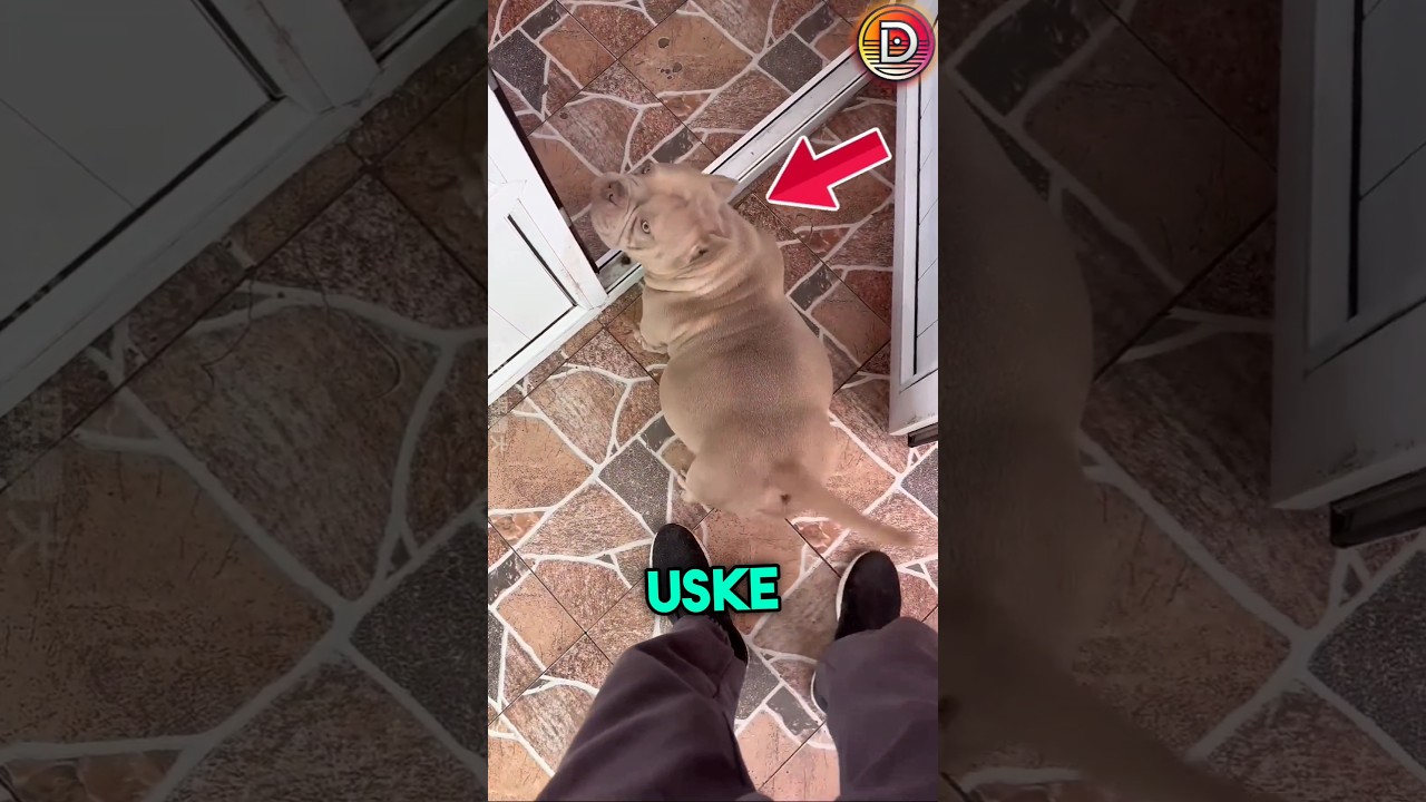 this dog became mother for the first time | But there were 8 cute 😳🫡 #respect #shorts #ytshorts