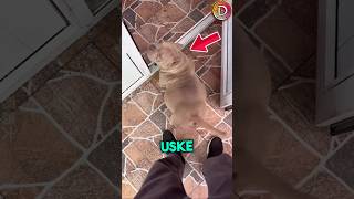 this dog became mother for the first time | But there were 8 cute 😳🫡 #respect #shorts #ytshorts