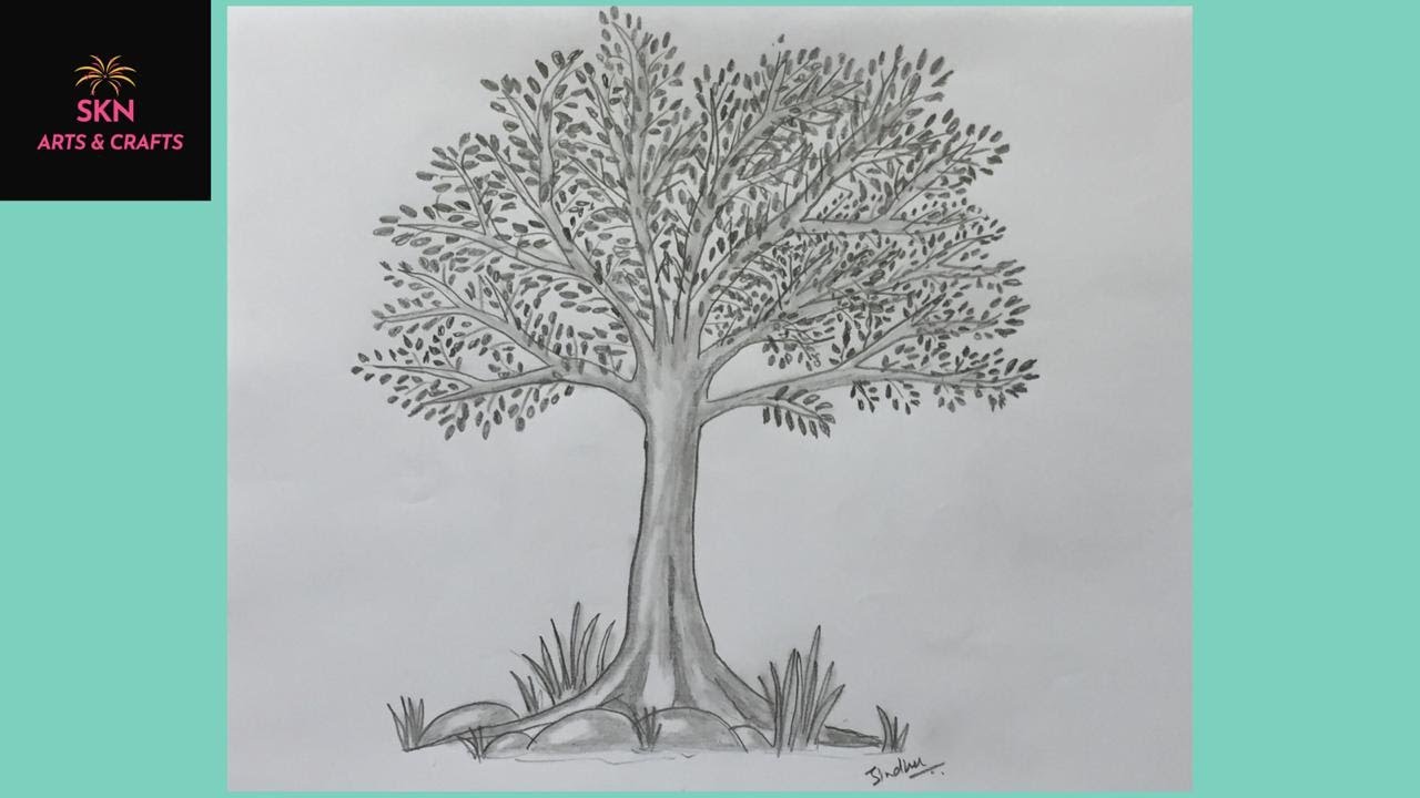 Neem Tree Drawing Step By Step I started drawing the next drawings in