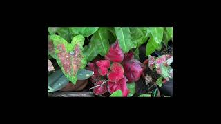 Urban Gardening challenge- batch MHSP 83