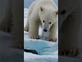 POLAR BEAR CUB POV: Breaks Ice, Discovers Secret LAVA CAVE! (Fire & Ice World) 🐾🧊🔥