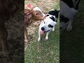 Bulldog and Calf Give Each Other Kisses | Shorts