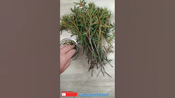 Багульник🌿.пчелкам