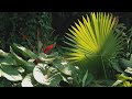 How to Create a Tropical Garden | Mitre 10 Easy As Garden