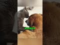 A GATA Luna aprendeu a cuidar do CACHORRO Bob só observando 🥹 #GATO #CACHORRO 😹