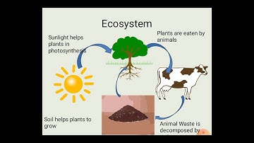 Environment, Ecosystem and Ecology I Important terminologies in EVS I Environmental Studies I EVS