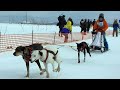犬ぞり疾走 稚内で大会 (2019/02/23)北海道新聞