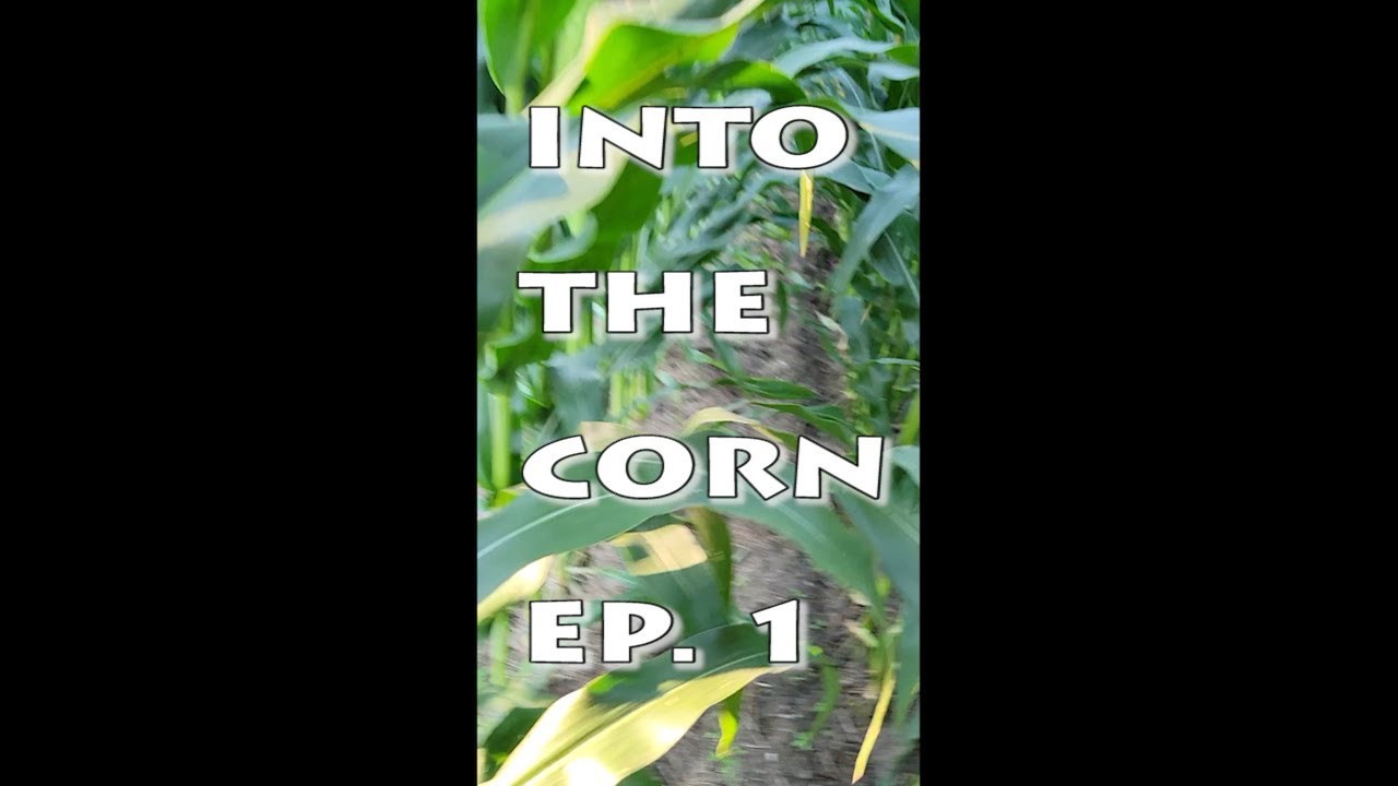 Into the Corn. Ep 1. Legacy Guerrilla Cannabis Grow in the Corn Canada