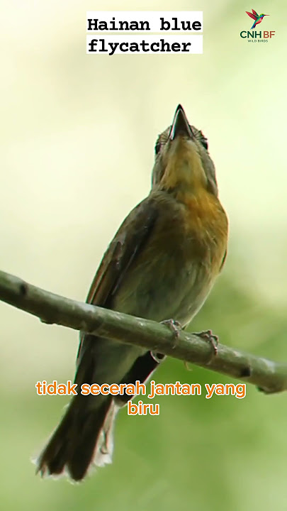 Hainan Blue Flycatcher betina (Cyornis hainanus) #burung #burungkicaudialamliar #kicaumania