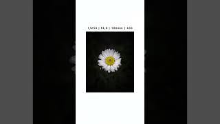 100mm Spring Photography