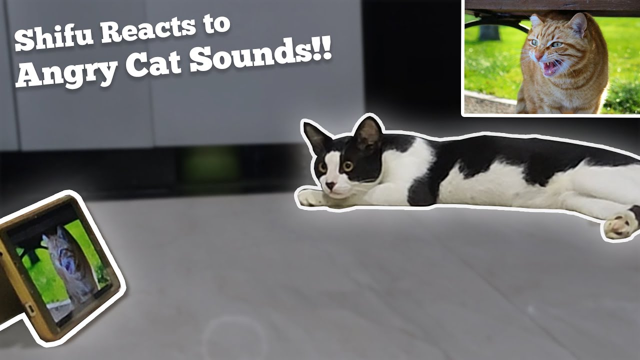 Cat Reacts To Angry Cat Sounds