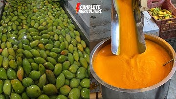 Mango Pulp Processing in Mango Factory From Harvesting Mango to Amazing Mango Pulp Technology #mango