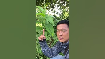 Cây Mía Dò giải nhiệt bù nước#covenduongvlogs #câythuốcquý #garden #caythuoc #câythuốcnamquí