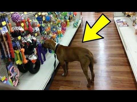 this-dog-endured-unimaginable-cruelty-but-then-got-to-pick-out-his-first-toy-and-it’s-the-cutest