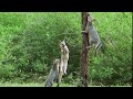 Renards volants  saviezvous que les renards gris peuvent grimper aux arbres 