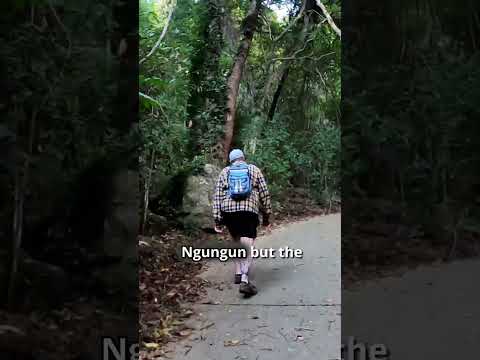 Hike to the Summit of Mount Beerburrum in the Sunshine Coast Hinterland
