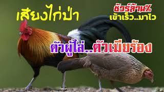 เสียงไก่ป่าตัวเมีย ผสมพันธุ์..เรียกไก่ตัวผู้ เข้าอย่างเร็ว