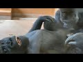 父がいっぱい遊んでくれて大満足なキヨマサ Kiyomasa is very happy that his father played with him a lot ゴリラ/gorilla 🦍