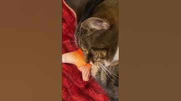 Fat Cat Sleeping With a Fish (Cute and Funny)