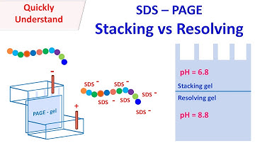 SDS PAGE | Stacking vs Resolving gel