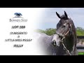 Lot 330: D'Argento x Little Miss Peggy Filly | MM Adelaide
