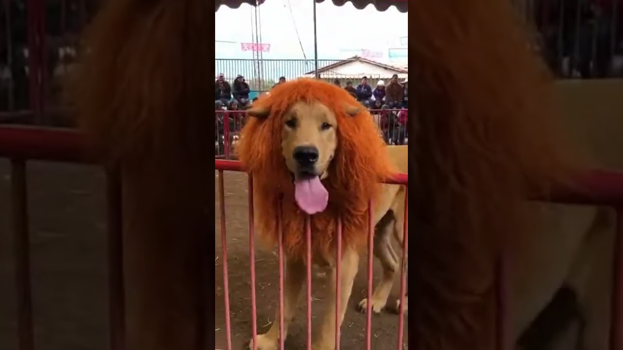 Les saco el susto de sus vidas 😂🤣 