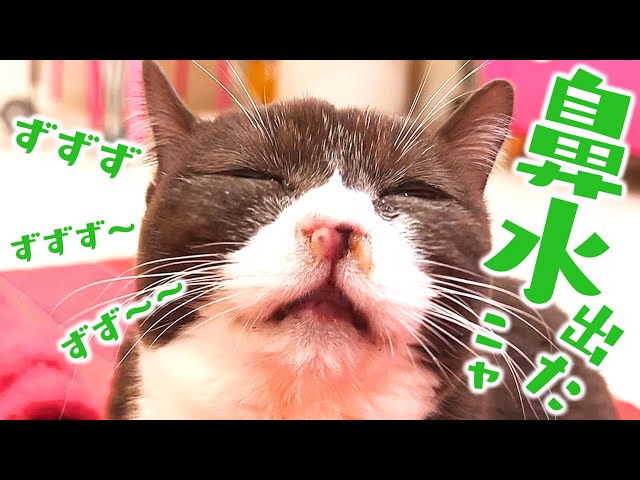 The Cat Nasal Suction - YouTube