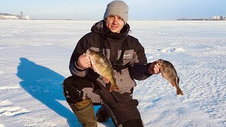 попал на раздачу горбачей, лунка мечты #окунь в городе