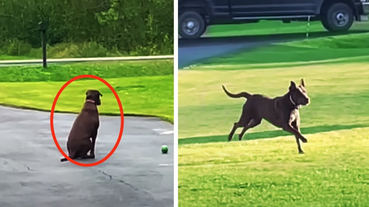 Dog Waits All Day for His Owner to Return... You Won't Believe What ...