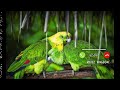 Good Morning Ringtone Bird Sound Tune Flute Tune Morning Ringtone Ringtone 