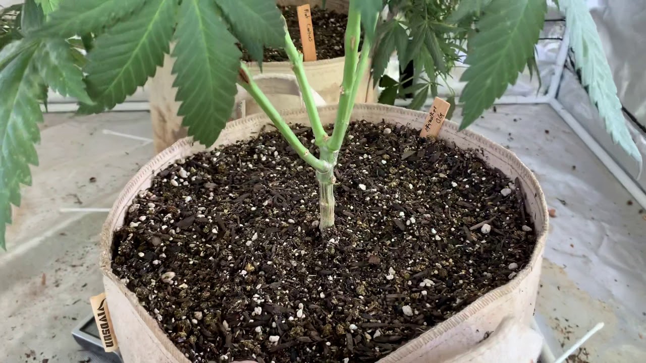 2019 Outdoor Grow 👀🌱🌞🔥