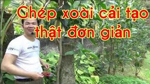 Grafting branches on big mango trees easily -  Hai cách ghép cải tạo cây xoài đơn giản