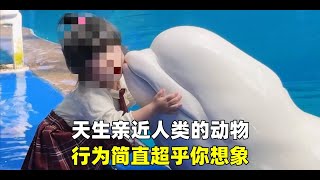天生亲近人类的动物!行为简直超乎你想象!   #宠物故事 #动物故事 #暖心故事 #动物解说 #动物趣事 #动物知识